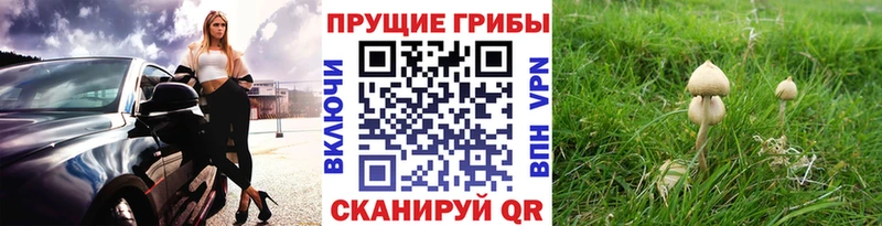 Галлюциногенные грибы Psilocybe Ялуторовск